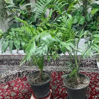 گلهای خونگی|حراج|تهران, امامت|دیوار