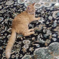 گربه دورگ پرشین