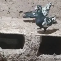 کبوتر|پرنده|بیرجند, |دیوار