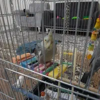 دو عروس هلندی دستی و سخنگو|پرنده|اسلام‌شهر, شهرک امام حسین (میان آباد)|دیوار