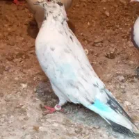 پنج تا کفتر نیاز به درمان واگذاری رایگان