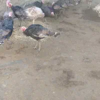 بوقلمو|حیوانات مزرعه|سنندج, |دیوار