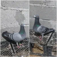 کبوتر