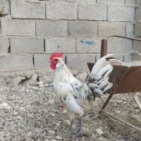 مرغ وخروس محلی بندرخمیر|حیوانات مزرعه|خمیر, |دیوار