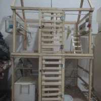 عروسی هلندی