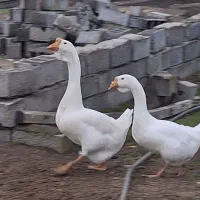 قوغاز (لیندا)