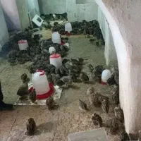 بلدرچین فروش بالا 50عدد