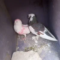 کبوتر|پرنده|سراوان, |دیوار