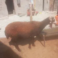 گوسفند چاق افشاری کور هست