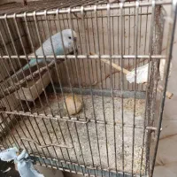 مرغ عشق دستی