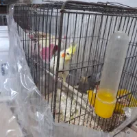 عروس هلندی لوتینو و سینامون