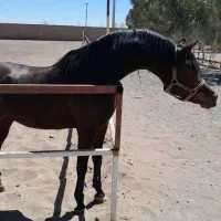 فروش سیلمی عرب از اسپرسیوو بقایی|اسب و تجهیزات اسبسواری|رفسنجان, |دیوار