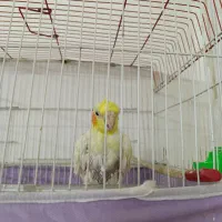 عروس هلندی لوتینو نر