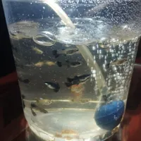 بچه گوپی با آکواریومش