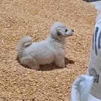 سگ پاپی سفید سایز کوچیک پاکوتاه