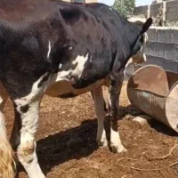 گاو