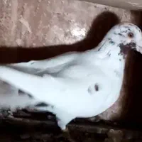 کبوتر کارل میولمنز|پرنده|تربت‌حیدریه, بازار|دیوار