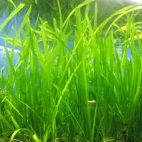 گیاه گندمی اکواریومی