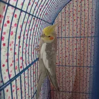 عروس هلندی