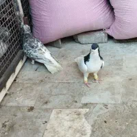 هفرنگ دمسفیدماده