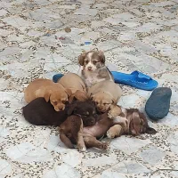 سگ پا کوتاه|سگ|علی‌آباد کتول, |دیوار