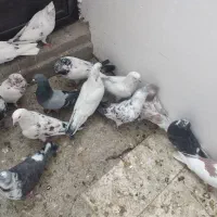 ۲۳ عدد قریب گیری