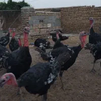 16 تا بوقلمون 1 ساله به ضمانت سالمی