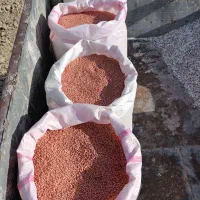 گندم بذری آذر۲|خدمات باغبانی و درختکاری|کوزران, |دیوار