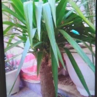 گل یوکا شاداب و سرحال|گل و گیاه طبیعی|ری, دیلمان|دیوار