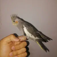 مجسمه، عروس|مجسمه، تندیس، ماکت|قائن, |دیوار