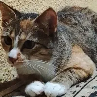 گربه رایگان|گربه|لاهیجان, خالو باغ|دیوار