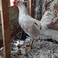 خروس محلی چهل تاج
