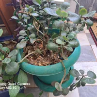 گلدانی ۱۰۰ بیا بردار ببر|گل و گیاه طبیعی|ساوه, |دیوار