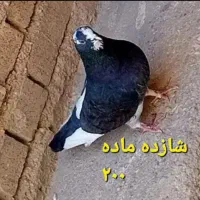 ۴تا پرشی به شرط