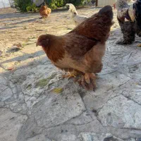 مرغ و خروس برهما و گلین و لهستانی|حیوانات مزرعه|مریوان, |دیوار