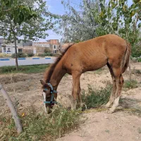 کره اسب فروشی