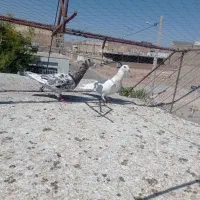 نروماده سار
