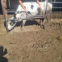 خریدوفروش گاو