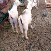 سانن|حیوانات مزرعه|سده (خراسان جنوبی), |دیوار