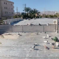 کبوتر رنگی و پلاکی