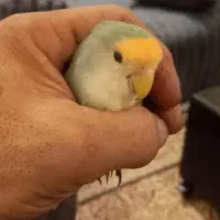 طوطی برزیلی سخنگو دستی