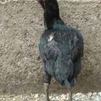 خروس لاری|حیوانات مزرعه|پیشوا, |دیوار