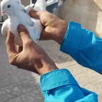 کفتر|پرنده|ماهدشت, |دیوار