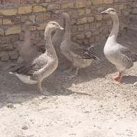 قوغاز