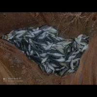 بچه ماهی|ماهی|لنگرود, |دیوار