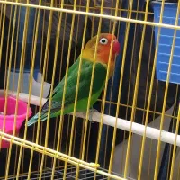 طوطی کوتوله|پرنده|خاش, |دیوار