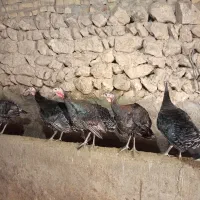 بوقلمون