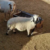 بره نر محلی