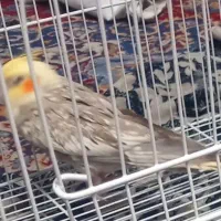 این عروس هلندی رو هرکی پیدا کنه ۶۰۰ تومان میدم