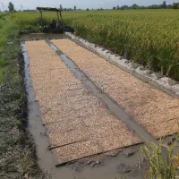 کشت دوم برنج طارم هاشمی اعلاء|خوردنی و آشامیدنی|سرخرود, |دیوار